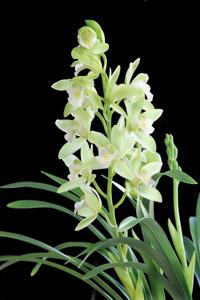 Cymbidium Sweetheart