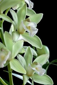 Cymbidium Sweetheart