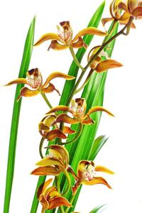 <i>Cymbidium</i> Samurai Sword