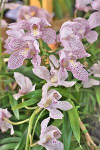 Cymbidium Enzan Knuckle