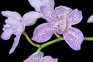 Cymbidium Enzan Knuckle