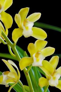 Cymbidium Wakakusa