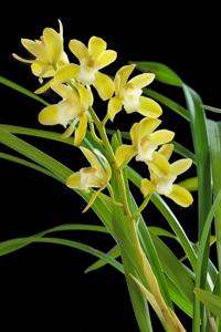 Cymbidium Wakakusa