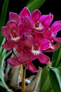 Cymbidium Ruby Eyes