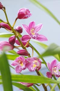 Cymbidium Sazanami