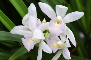 Cymbidium Olymilum