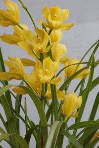 Cymbidium Enzan Summer