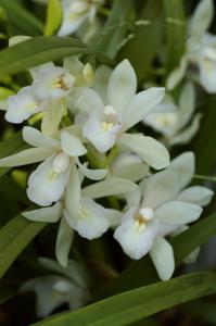 Cymbidium Olymilum