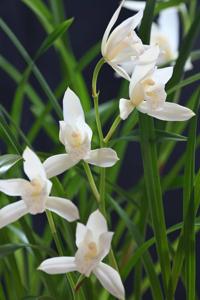 Cymbidium Oriental Summer