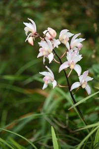 Cymbidium Albanense