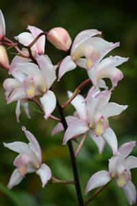 Cymbidium Albanense