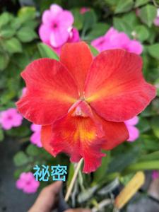 Rhyncattleanthe Chief Glory