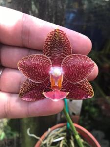 Phalaenopsis Yaphon Mituo Sir