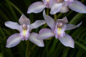 Cymbidium Alexanderi