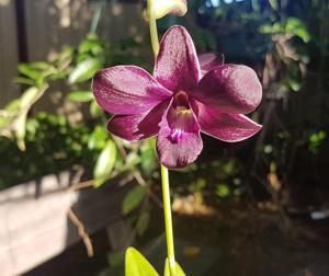 Dendrobium Mangosteen