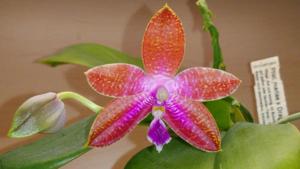 Phalaenopsis mariae-Dragon Tree Eagle