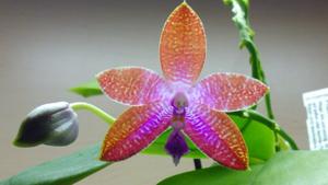 Phalaenopsis mariae-Dragon Tree Eagle