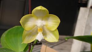 Phalaenopsis Zheng Min Muscadine