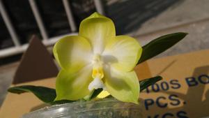 Phalaenopsis Zheng Min Muscadine