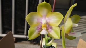 Phalaenopsis Zheng Min Muscadine