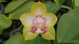 Phalaenopsis Zheng Min Muscadine