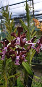 <i>Vanda</i> Lamennea
