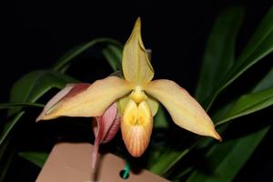 Phragmipedium Living Fire