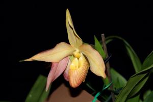 Phragmipedium Living Fire