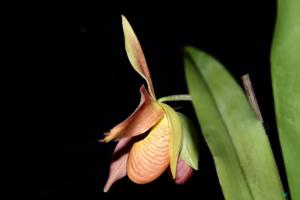 Phragmipedium Living Fire