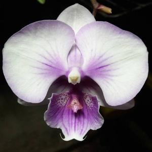 Phalaenopsis KS Big Diana