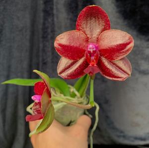 Phalaenopsis Miro Mosla