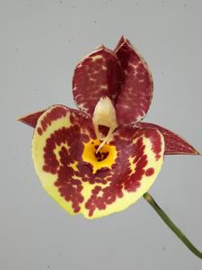 Catasetum Penang