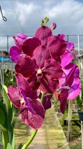 Vanda Trevor Rathbone