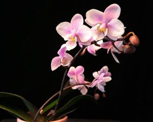 Phalaenopsis Jiaho's Pink Girl