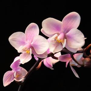 Phalaenopsis Jiaho's Pink Girl