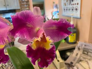 Cattleya Oprah Winfrey