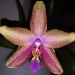 Phalaenopsis Tying Shin Miracle