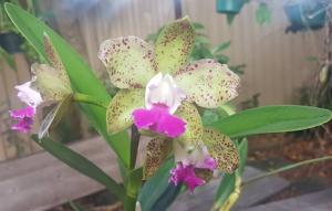 Rhyncholaeliocattleya Rosella's Caudebec Leopard