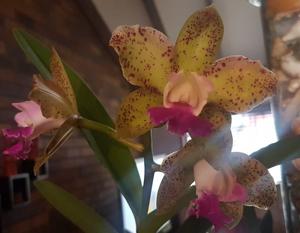 Rhyncholaeliocattleya Rosella's Caudebec Leopard