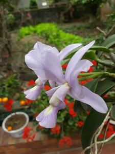 Cattleya Brazilian Jewel