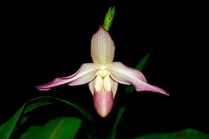 Phragmipedium Baerbel