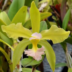 Rhyncholaeliocattleya Pluto