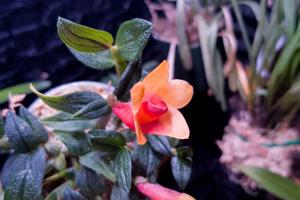 Dendrobium Mtn's Butterfly Kisses