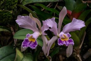 Cattleya whitei