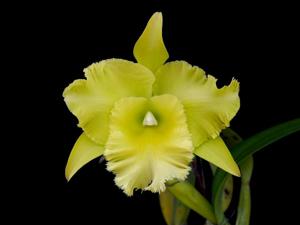 Rhyncholaeliocattleya Ports of Paradise