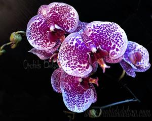 Phalaenopsis Leopard Prince