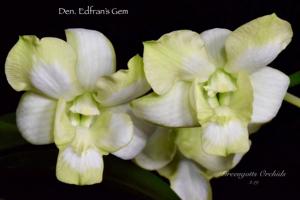 Dendrobium Edfrans Gem