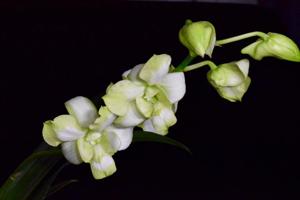 Dendrobium Edfrans Gem