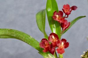 Leomesezia Lava Burst