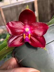 Phalaenopsis Mituo Super Bellina